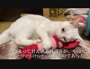 超甘えたなウチューネコチャン、めちゃくちゃスネる
