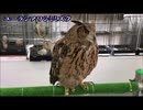 【大きさ比較】ワシミミズクとアフリカオオコノハズク