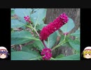 【ゆっくり】大山回礼紀 ８【登山】