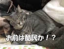 音声配信の代わりの音声動画その１