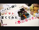 【幼稚園児が】パパと一緒にトマト育ててみた part4【ランキング】