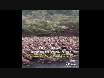 バッタ200兆 VS アヒル10万