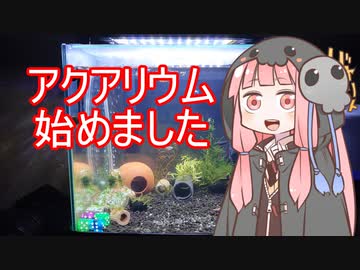 【アクアリウムVOICEROID部】死神茜ちゃんのアクアリウム日記1【ヤマトヌマエビ水槽デカエビ編】
