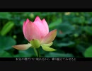 紅蓮華/LiSA　【VOCALOID5 KAORI カバー 歌詞付き】