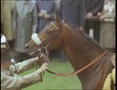 1966年 第187回ダービーステークス(Derby Stakes) シャーロットタウン(Charlottown)