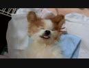 仰向けになるワンコ（パピヨン）