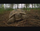 湿原地帯のフレンズ「沼地の狩人」