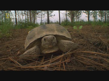 湿原地帯のフレンズ「沼地の狩人」
