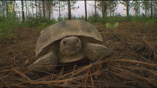 湿原地帯のフレンズ「沼地の狩人」