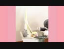 ピョコピョコ顔を出して遊ぶオカメインコ