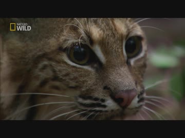 湿原地帯のフレンズ「命を紡ぐ」
