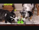 ASMR Dogs Licking Coconut Water Popsicles