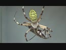 ［閲覧注意!!］再編集　ナガコガネグモにゴキブリを与えてみた。(Argiope bruennichi)