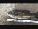 ザリガニでスモールマウスバスを釣ってみた
