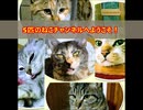 5匹のねこのご紹介