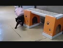 【笑い】激突！ 2020-02-26