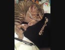 猫背のうた