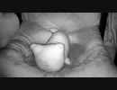猫の寝床にぬいぐるみを置いたらどうするのか？