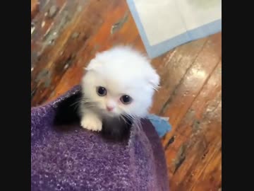 雪玉子猫(=^・^=)