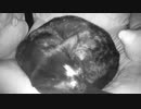 【癒し】猫のゴロゴロを聞きながら睡眠【ASMR】