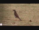 日本初観測の野鳥　チベットウタツグミの動画