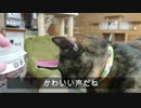 猫カフェ大好き2