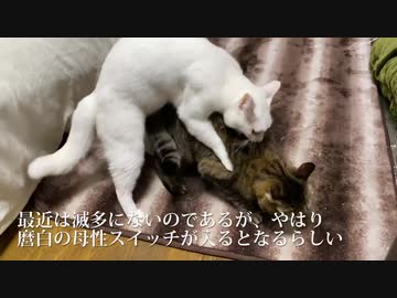 ウチューネコ義兄弟、あかん所を見られて気まずくなる