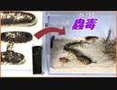 「蟲毒」の中に10000匹のアリを混ぜたら、神秘的な結果になった。