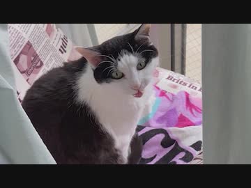 カーテン開く→猫が鳴く→カーテン開く→猫が鳴く→カーテン開く→猫が鳴く→カーテン開く→猫が鳴く→カーテン開く→猫が鳴く→カーテン開く→猫が鳴く→カーテン開く→猫が鳴く→カーテン開く→猫が鳴く