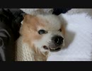 生前最後のうちのワンコ（パピヨン）