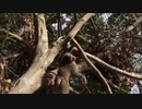 お猿さんが大変なことになる！