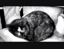 【癒し】猫のゴロゴロを聞きながら睡眠【音量上げ版】