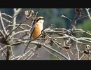 スズメの鳴き真似をするモズ