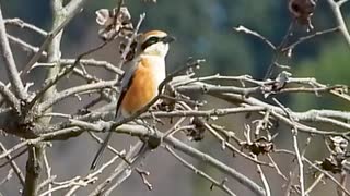 スズメの鳴き真似をするモズ