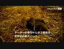 世界初、体外受精でチーターの赤ちゃん誕生 米動物園で（27日）