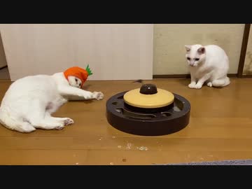 オッドアイの白い珍獣(猫)、野菜をまとって猫の修行をする