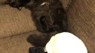 猫動画♯5