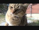 日差しを満喫するタタルさん　＃152