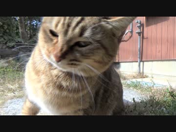 日差しを満喫するタタルさん　＃152