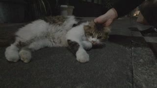 ねこ日記4 もっふもふ猫の全力ローリング！ｗ 　YouTube【一休の日常】