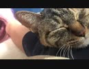 飼い猫とひたすらゴロゴロ過ごす動画