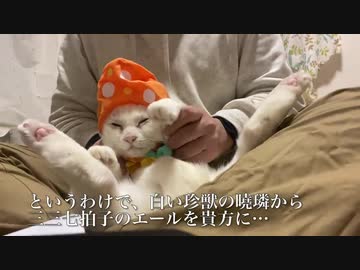 オッドアイの白い珍獣、頑張るあなたにエールを送る