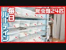 【正直キツイ！！】爬虫類たちの毎日ルーティン エサやり・お掃除