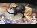 【CeVIO】季節外れのカブトムシ飼育1