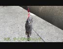 釣りキャンプ行って美味そうにカルビ焼く動画【ソロキャンプ】