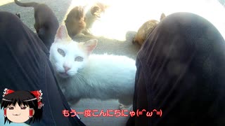 【ゆっくり】時雨梓の島猫レポート　Vol.08【旅動画】