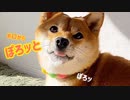 ママンに怒られてうっかりお口からぽろッとしちゃう柴犬ももっぷ