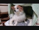 写真で振り返るうちのワンコ（パピヨン）2019年2～4月
