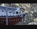【実況車載】思い付きで日光に行ってみた〈前編〉【SVXと行こう！#4】