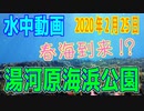 水中動画（2020年2月25日）in 湯河原海浜公園